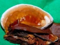 Ganoderma applanatum0107